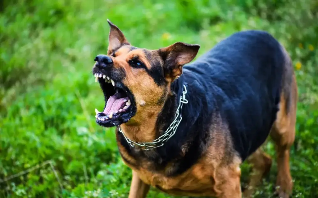 Unraveling-the-Legal-Maze-Understanding-Your-Rights-for-Dog-Bite-Compensation