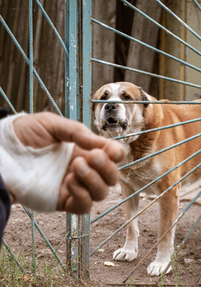 dog-bite-img-8