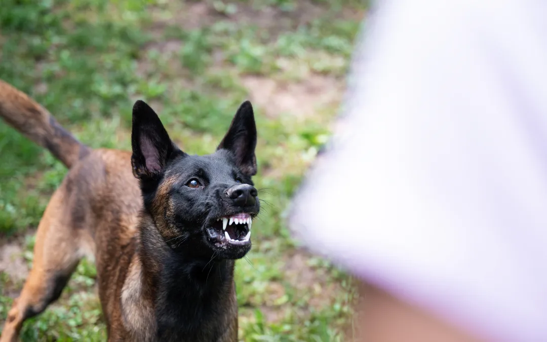 Seeking-Compensation-for-Dog-Bite-Injuries-in-Snellville-Georgia