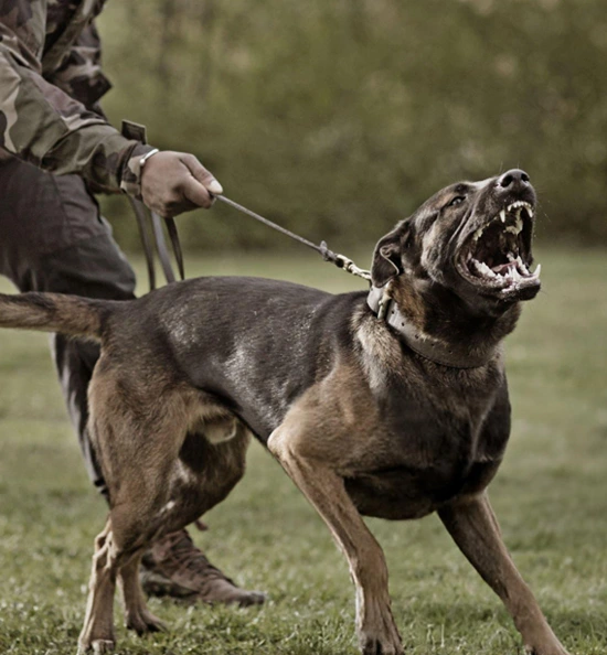 dog-bite-img-4