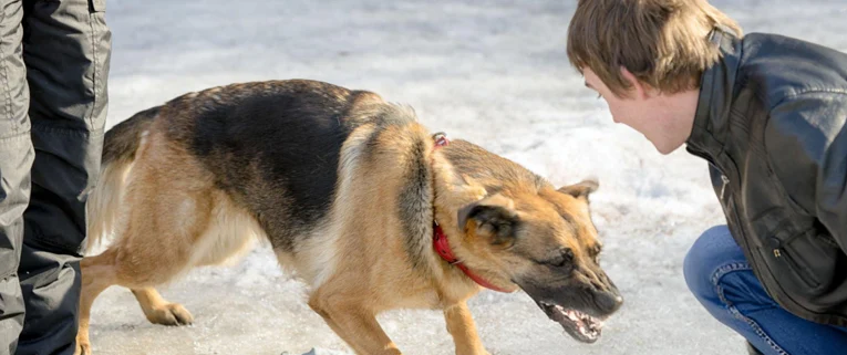 dog-bite-img2