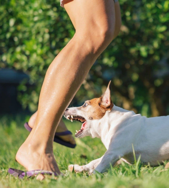 dog-bite-img3