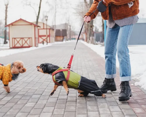 Seeking-Compensation-for-Dog-Bite-Injuries-in-Snellville