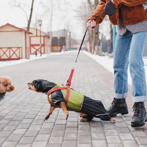 Seeking-Compensation-for-Dog-Bite-Injuries-in-Snellville