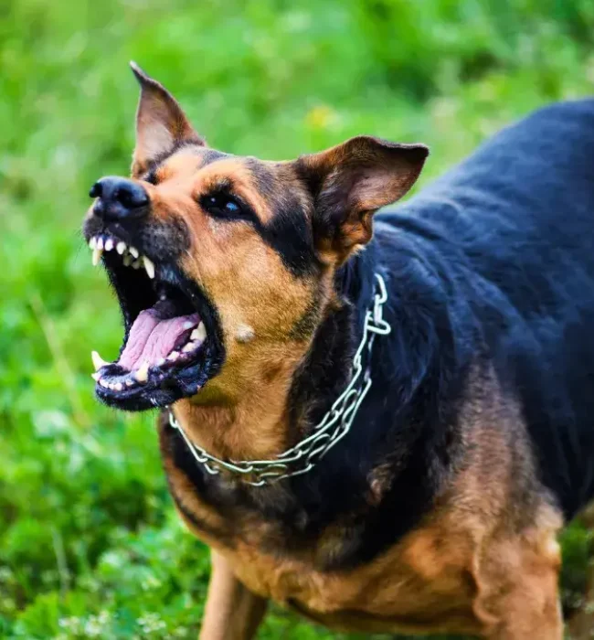 Unraveling-the-Legal-Maze-Understanding-Your-Rights-for-Dog-Bite-Compensation