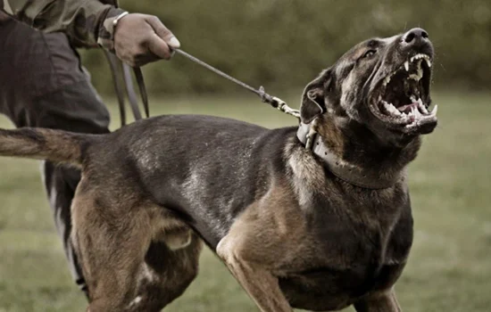 dog-bite-img-4