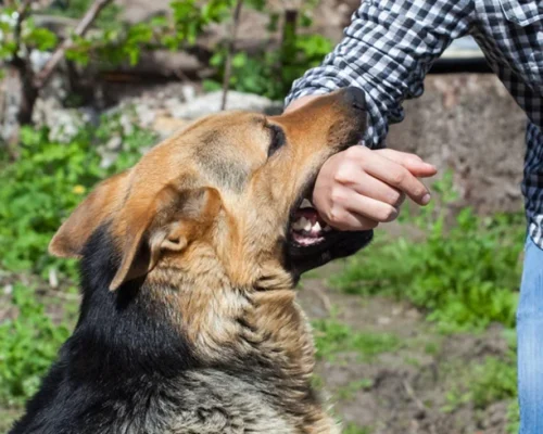 dog-bite-img1